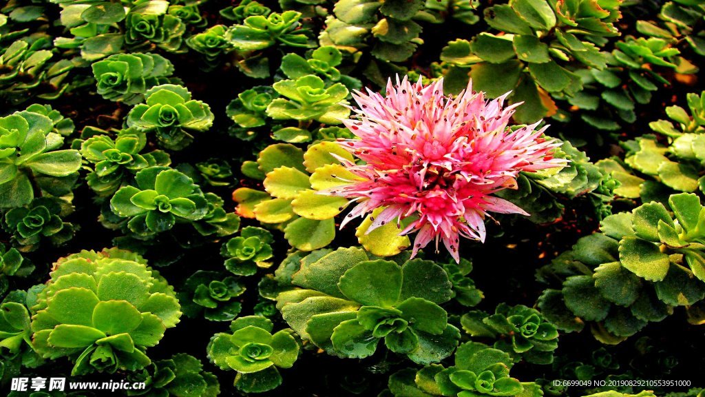 植物花卉
