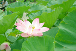 大荷花