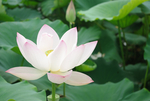 荷花--