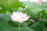 荷花莲花