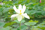 荷花小白