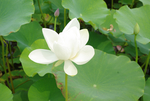 荷花-小白
