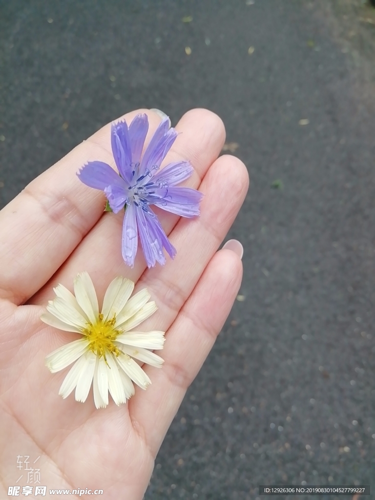 手上 紫色 黄色 花朵