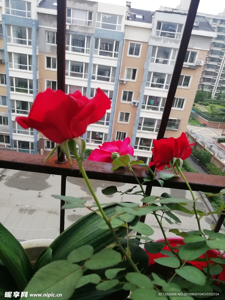 阳台上的玫瑰花