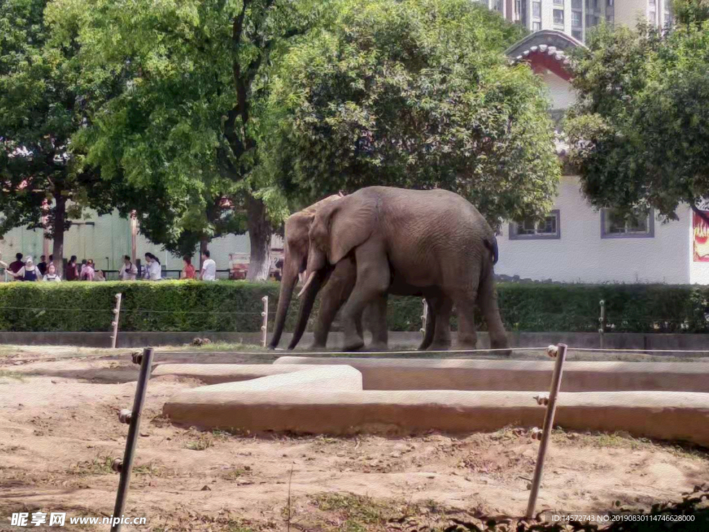 大象风景油画效果图