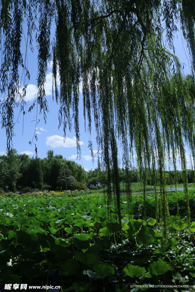 颐和园风景