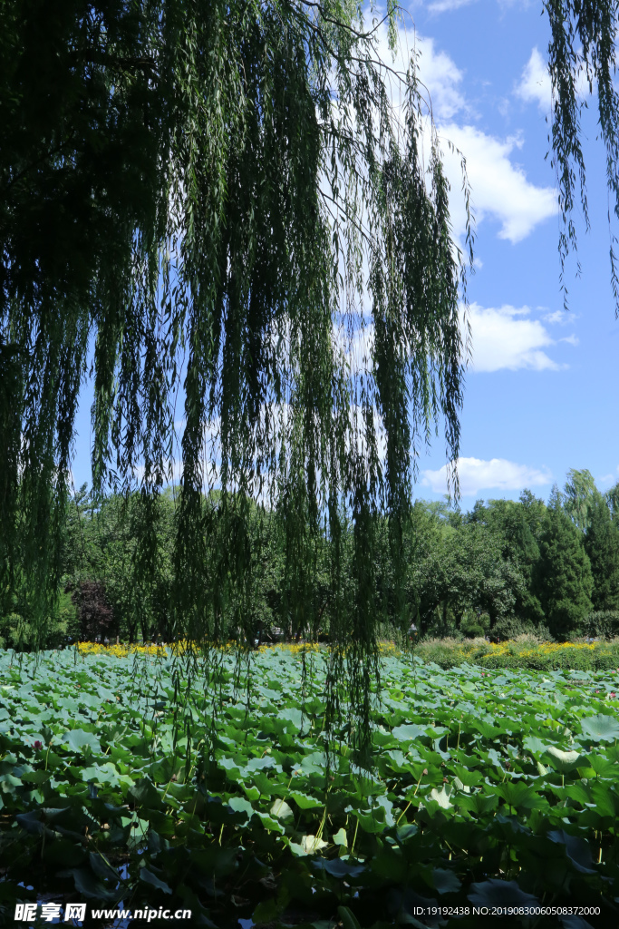 颐和园风景