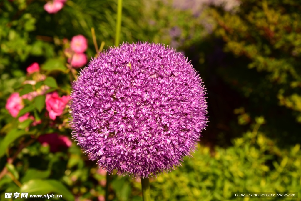 紫色洋葱花花球