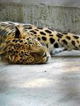 睡觉的豹子