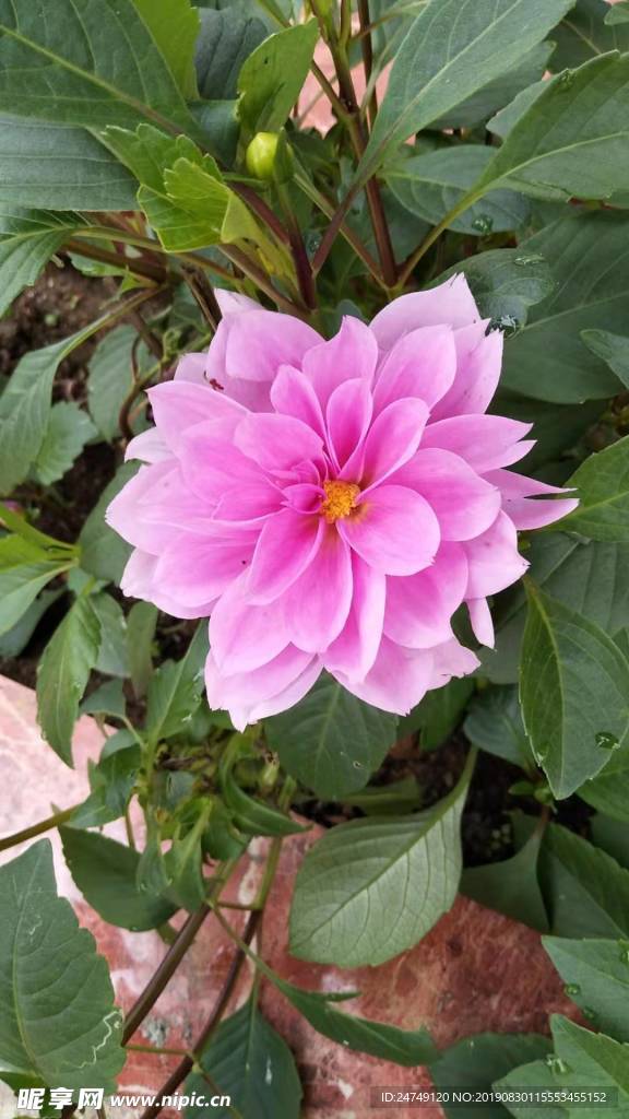 花卉