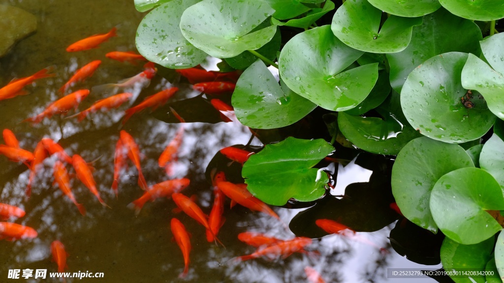 荷塘红色金鱼