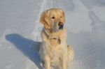雪地上金毛寻回犬