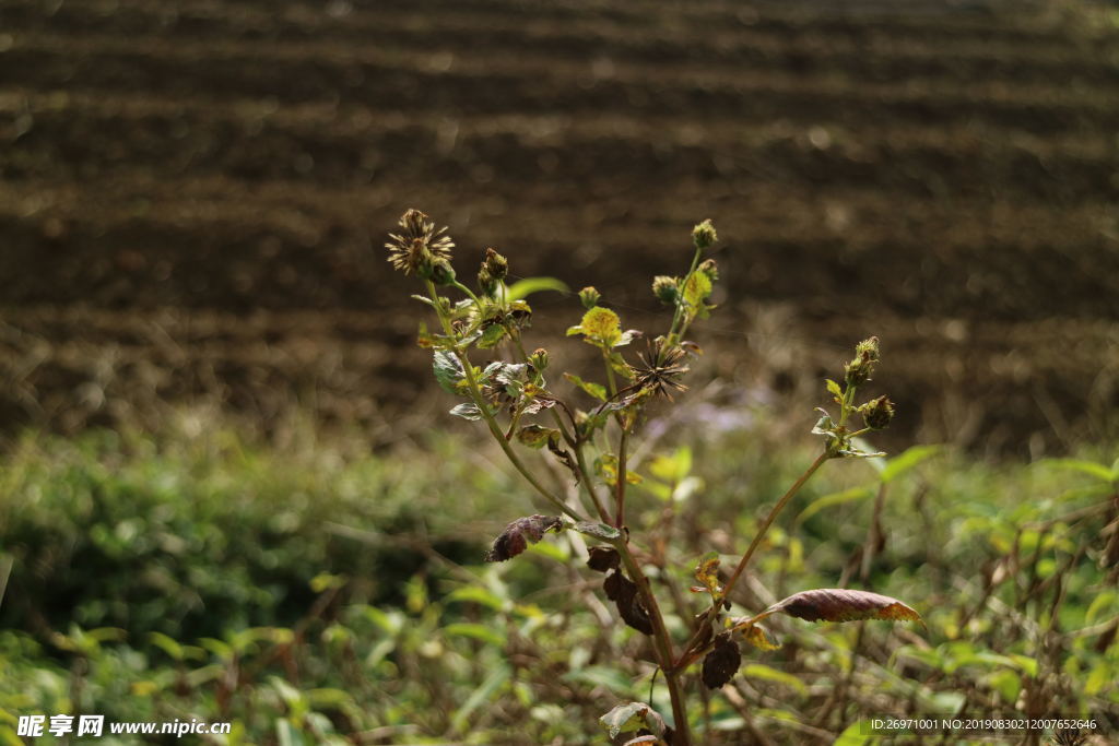 野菊