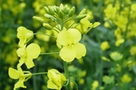 油菜花