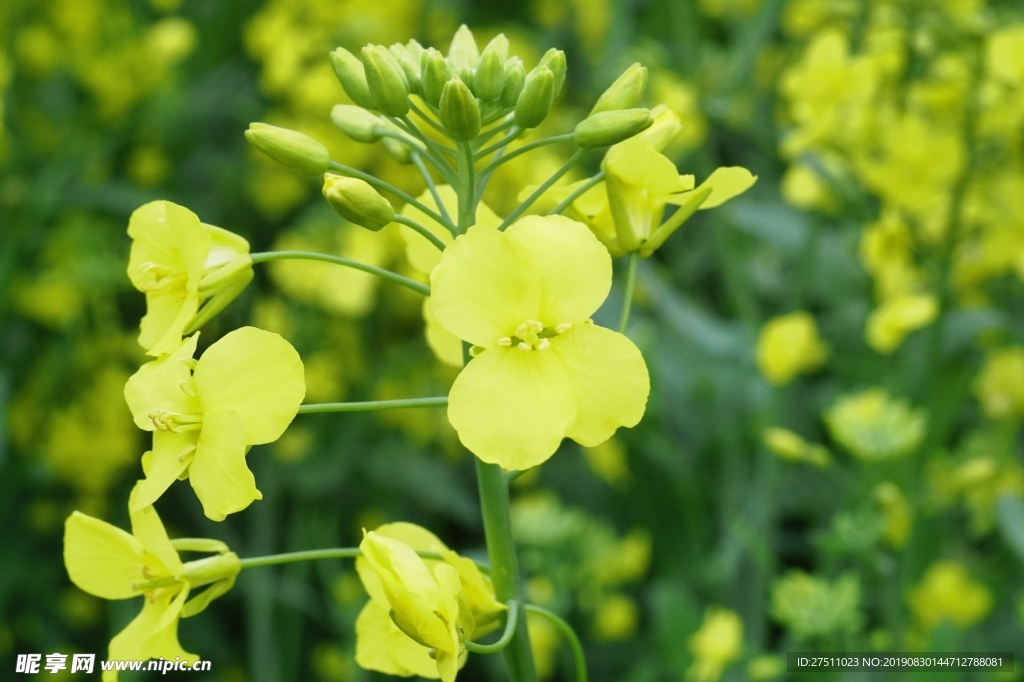 油菜花