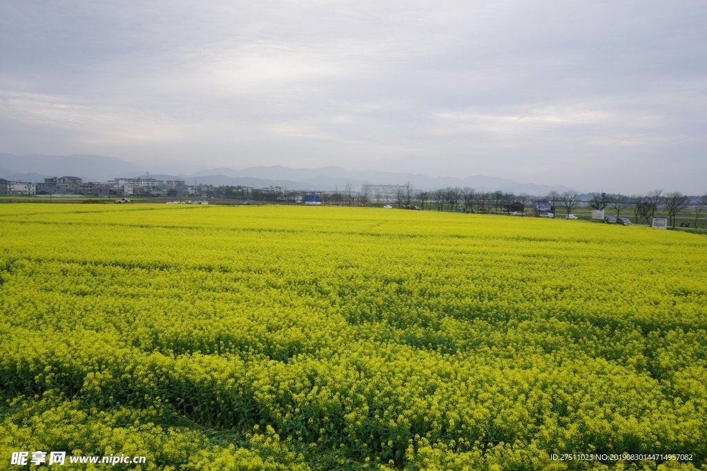 油菜花海