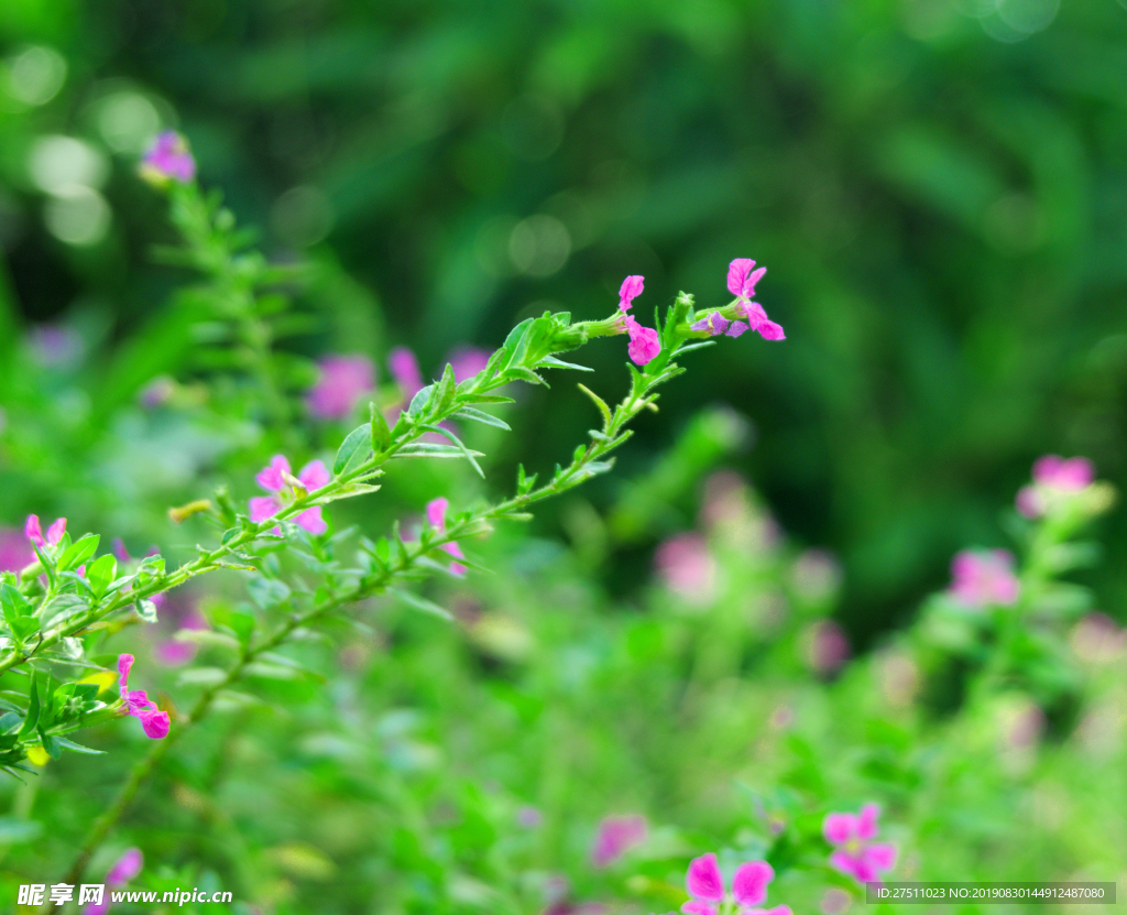 花