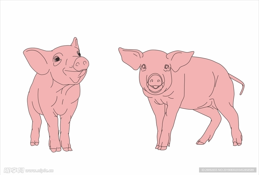 猪的线描