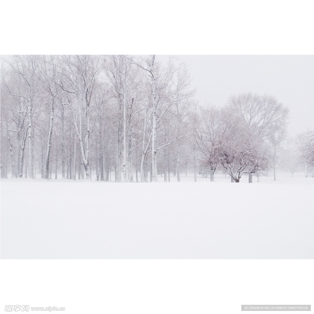 树林雪景简洁白雪