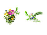 鲜花  花卉