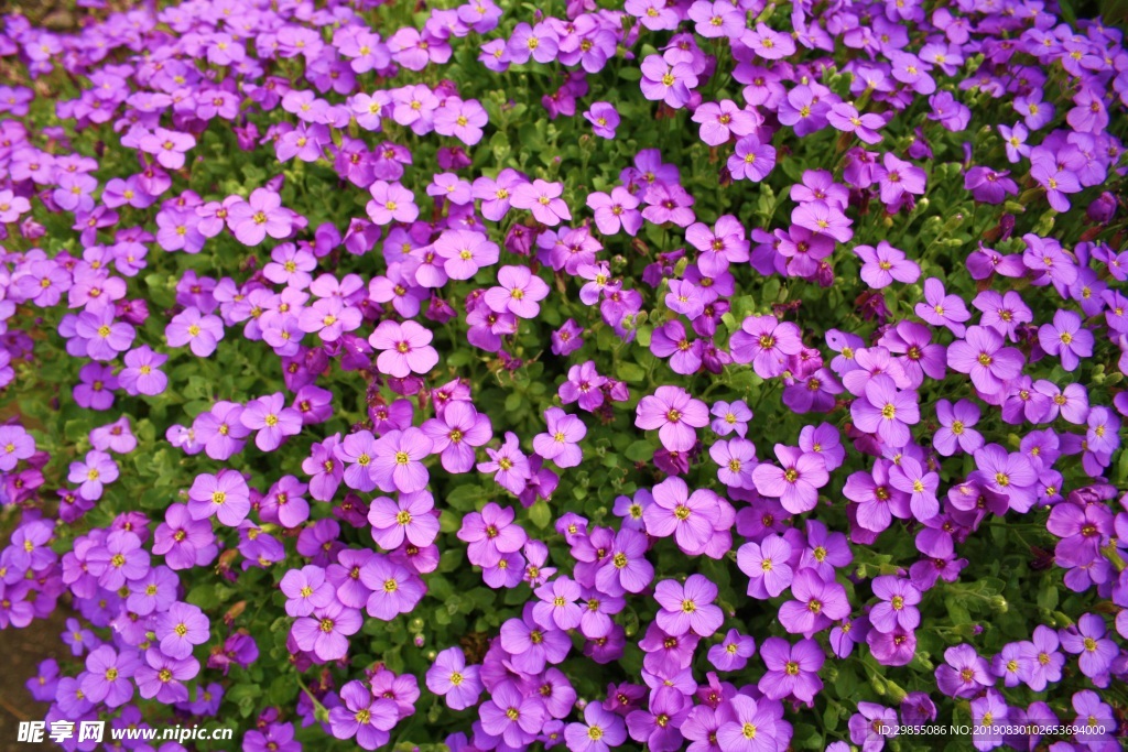 紫色小花朵花海