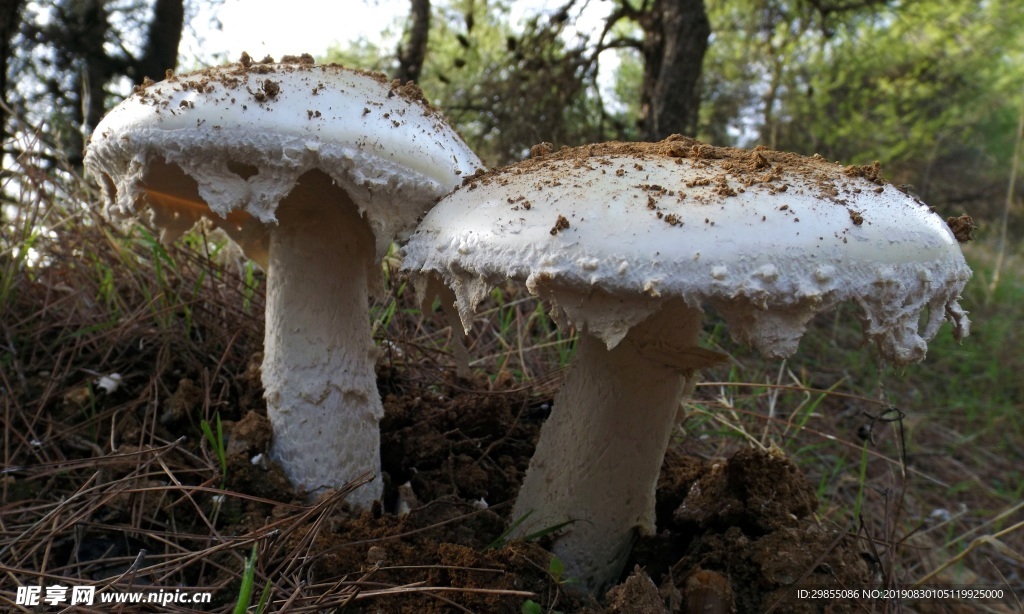 森林地面白蘑菇