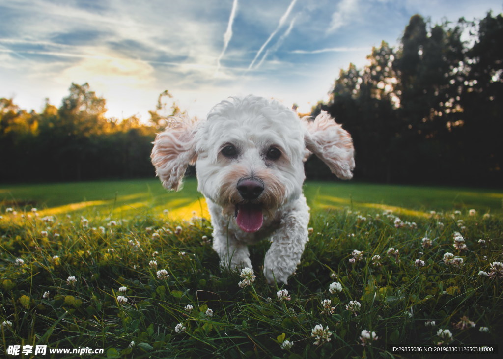 可爱白色比熊犬