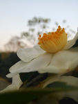 小白花