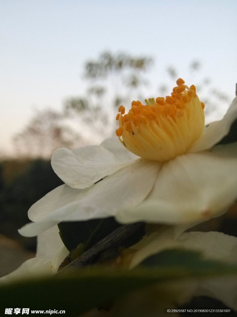 小白花