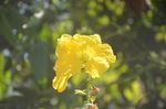 丝瓜花