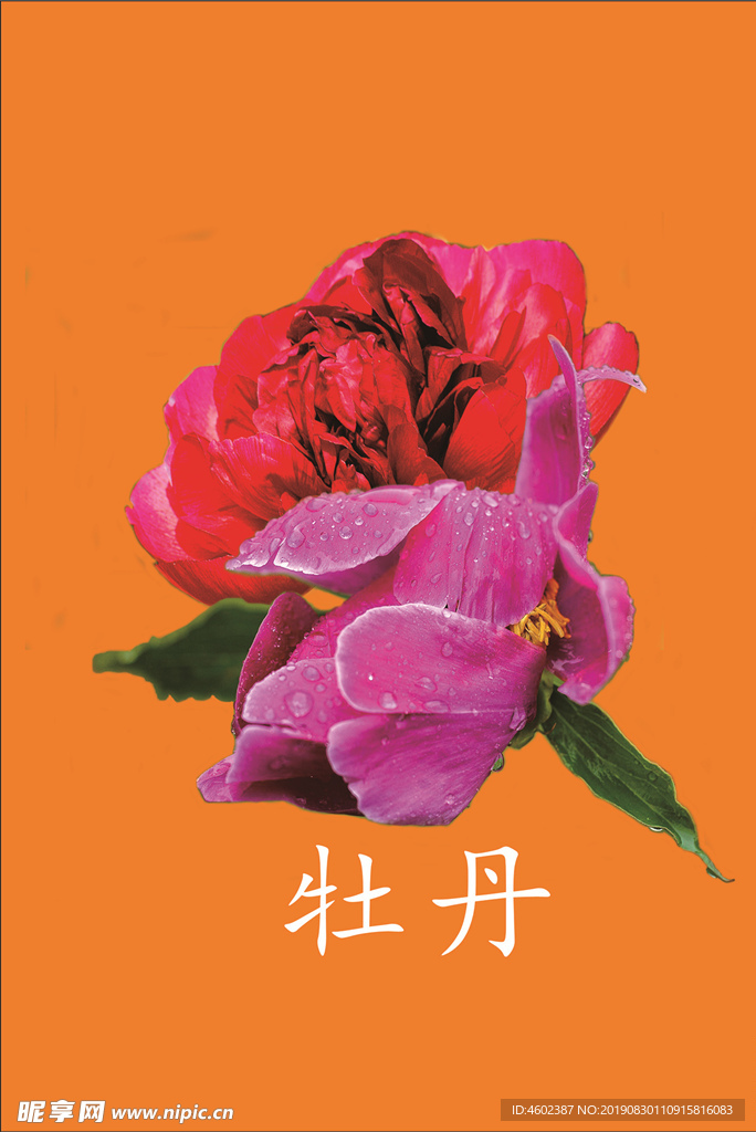 牡丹