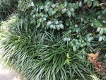 绿草