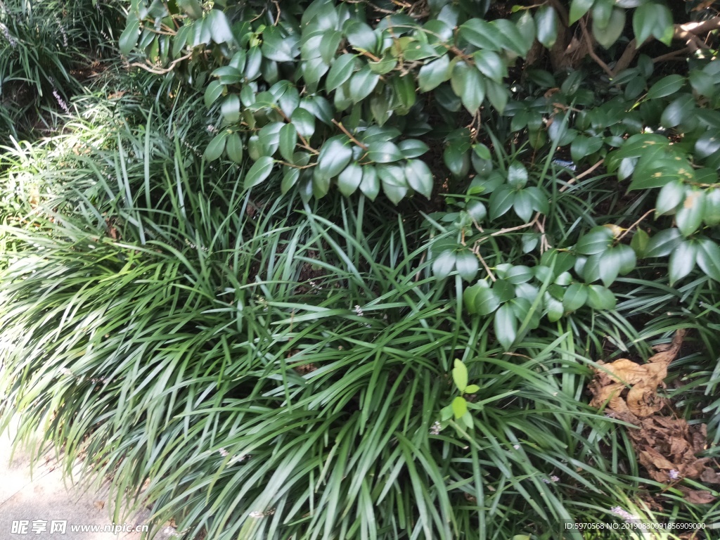 绿草