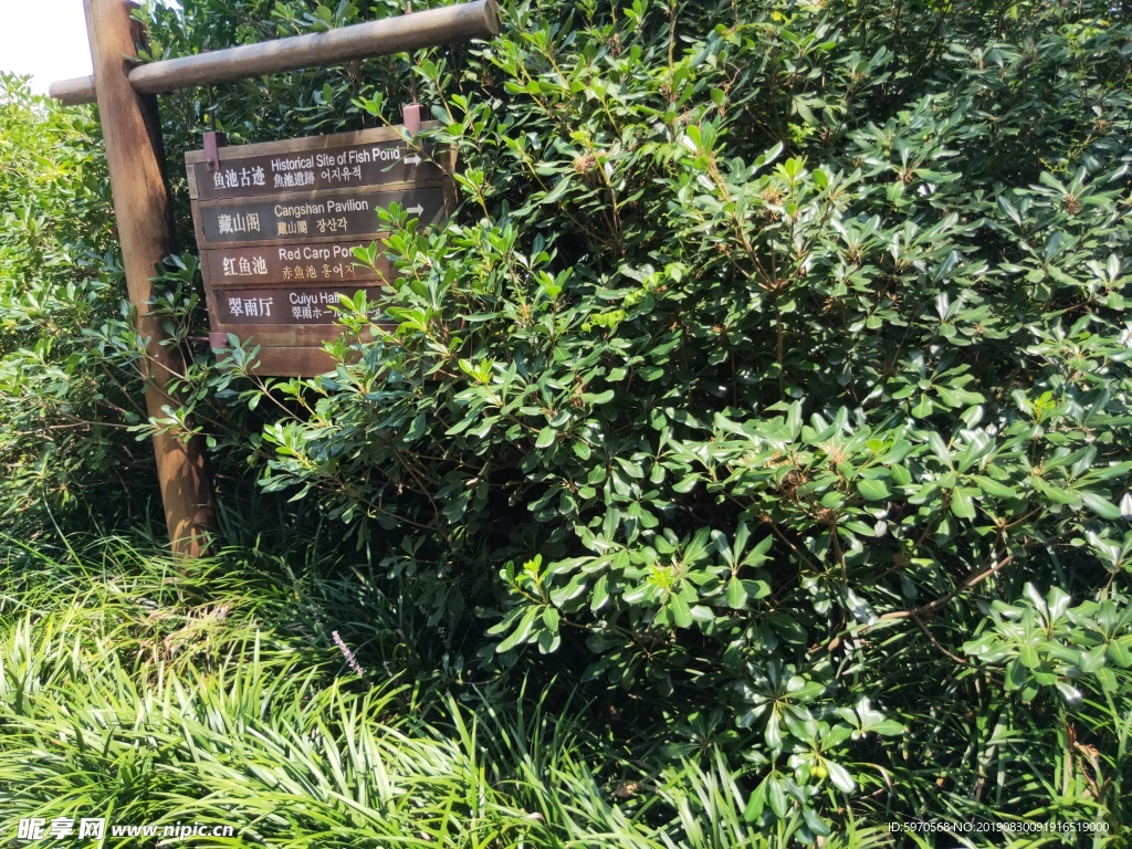 绿草