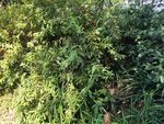 草