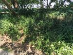 草