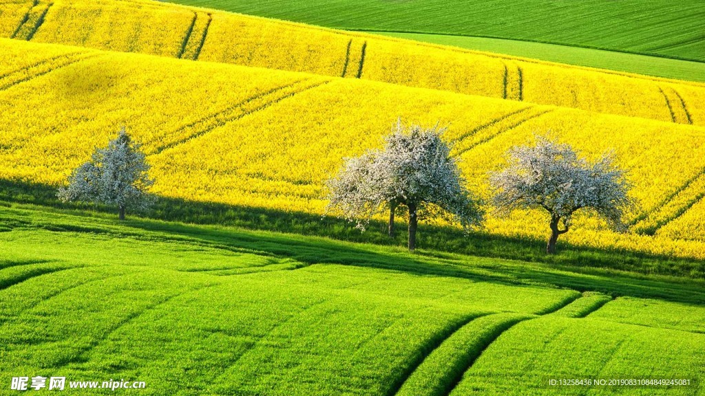 绿色草原风景