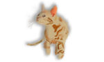 分层卡通立体感猫咪