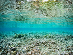 珊瑚海水