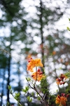 微距 黄花