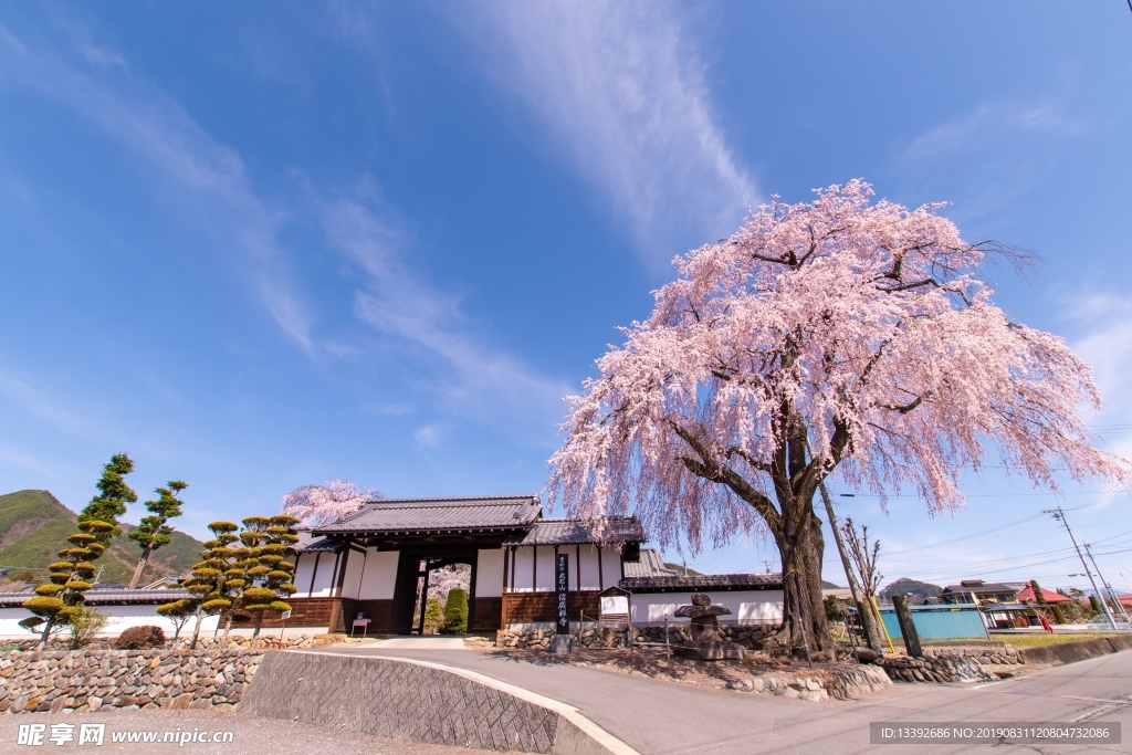 大门 樱花树 碧蓝天空