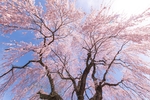 樱花树 天空 仰拍
