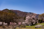 樱花山丘碧蓝天空