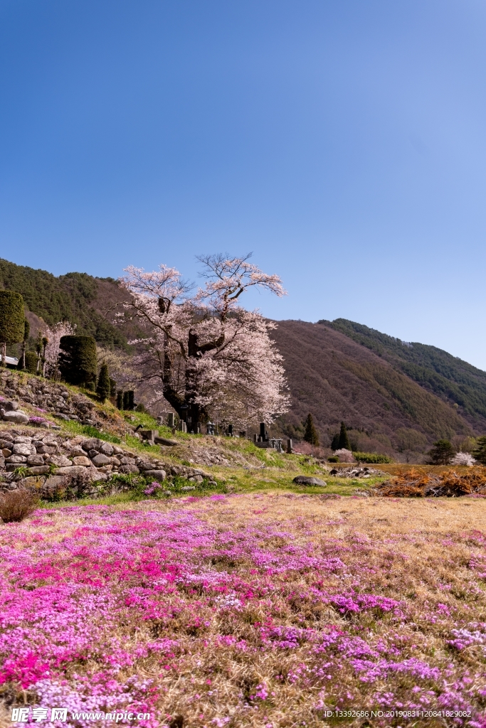 樱花 山丘 碧蓝天空