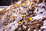 小黄花 雪米 雪花 微距
