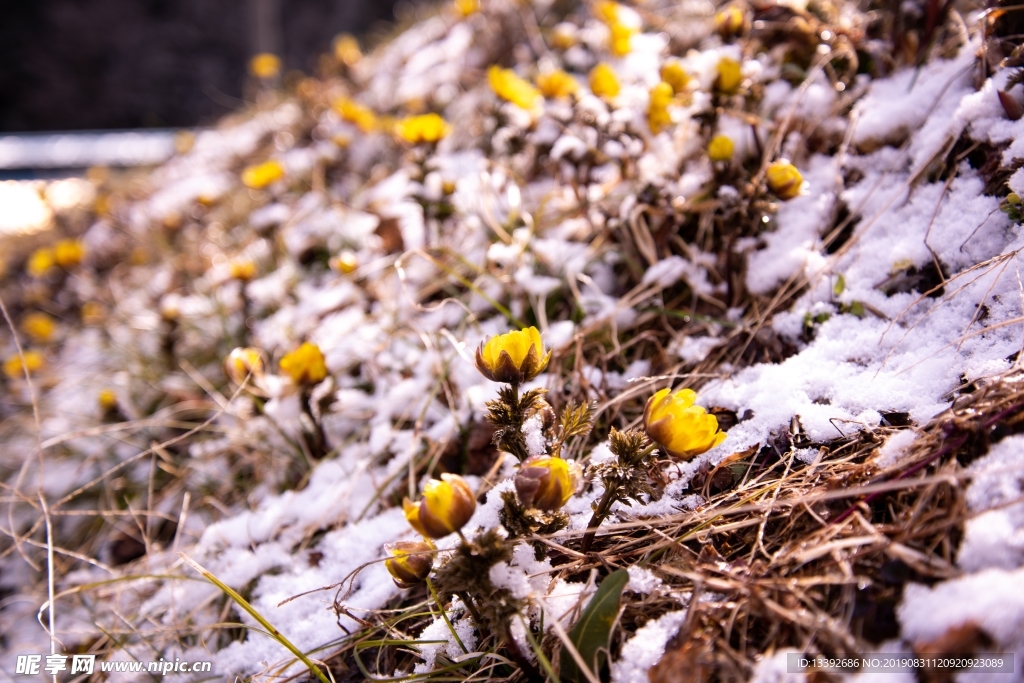 小黄花 雪米 雪花 微距