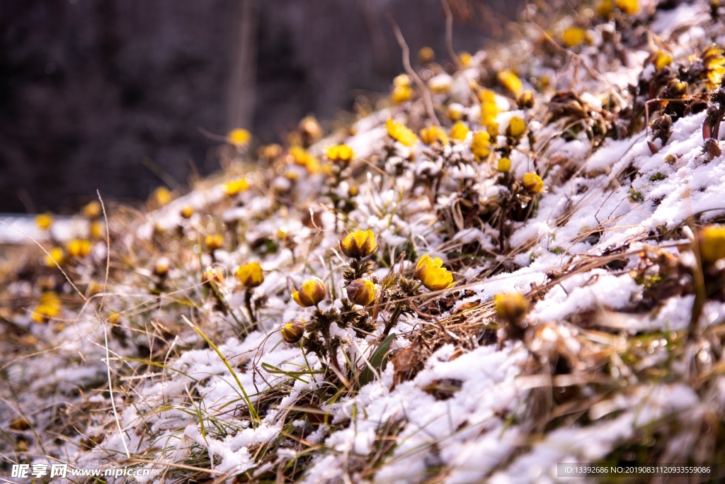 小黄花 雪米 雪花 微距