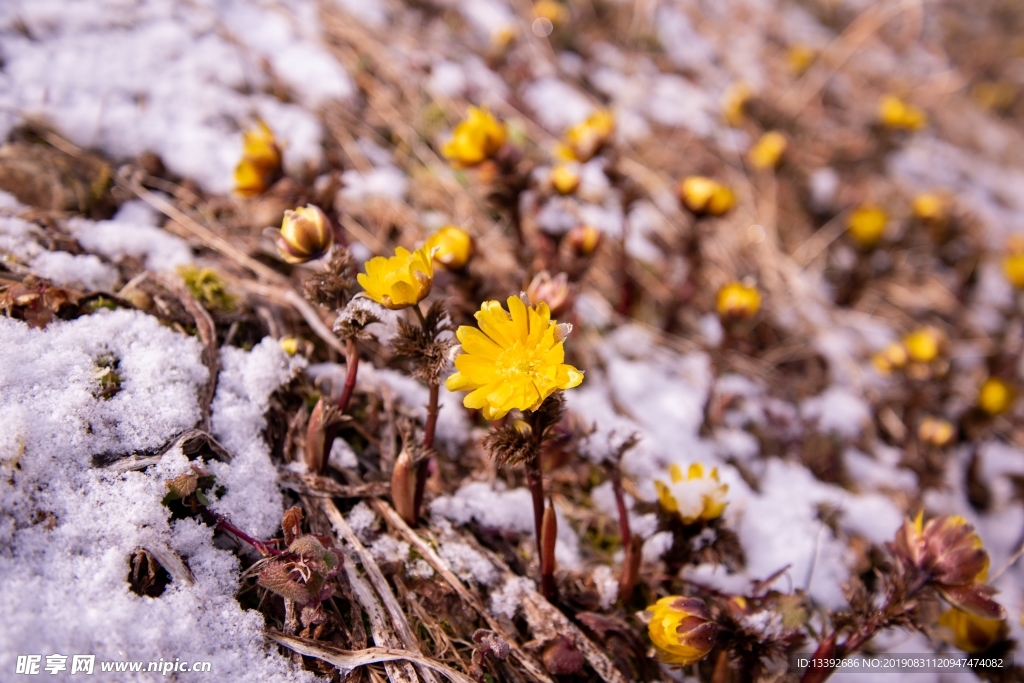 小黄花 雪米 雪花 微距