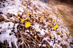 小黄花 雪米 雪花 微距