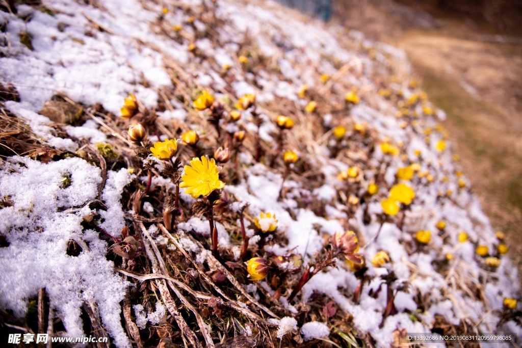 小黄花 雪米 雪花 微距